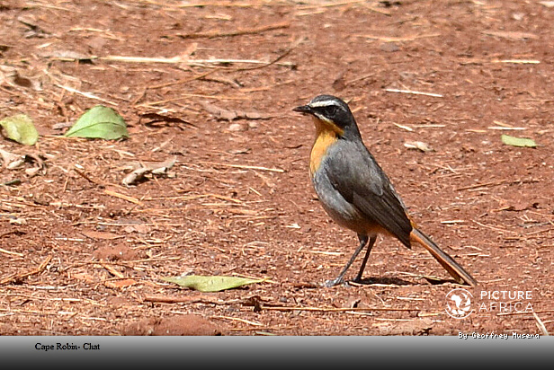 {"id":55,"name":"African Wildlife and Bird Photography","slug":"african-wildlife-and-bird-photography","created_at":"2026-10-27T11:11:20.000000Z","updated_at":"2026-10-27T11:11:20.000000Z"}