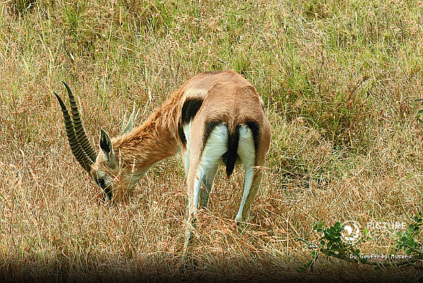 East African Safari & Heritage