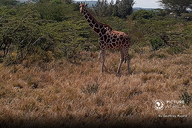 {"id":59,"name":"East African Safari & Heritage","slug":"east-african-safari-heritage","created_at":"2026-10-28T18:43:57.000000Z","updated_at":"2026-10-28T18:43:57.000000Z"}
