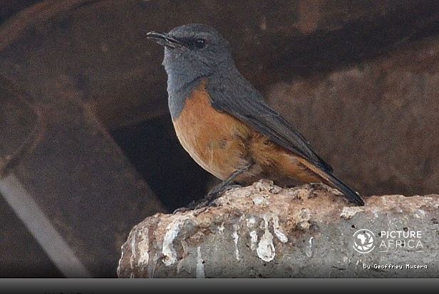 {"id":55,"name":"African Wildlife and Bird Photography","slug":"african-wildlife-and-bird-photography","created_at":"2026-10-27T11:11:20.000000Z","updated_at":"2026-10-27T11:11:20.000000Z"}