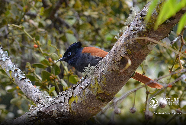 {"id":55,"name":"African Wildlife and Bird Photography","slug":"african-wildlife-and-bird-photography","created_at":"2026-10-27T11:11:20.000000Z","updated_at":"2026-10-27T11:11:20.000000Z"}