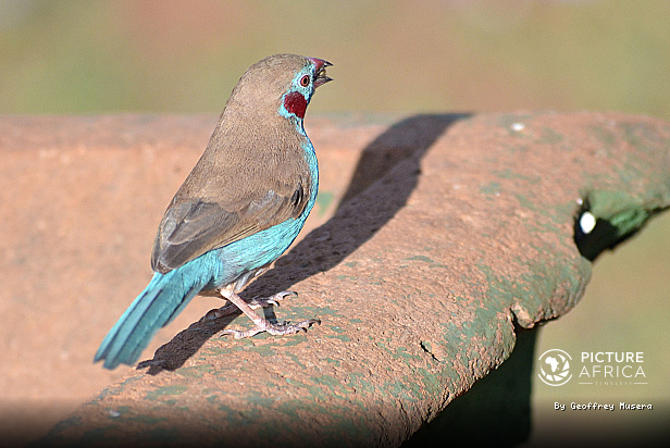 Red Cheeked Cordon Bleu