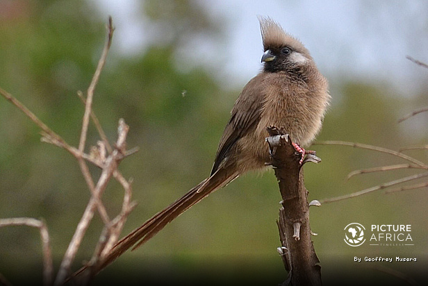 Speckled Mousebird