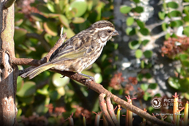 Streaky seed eater