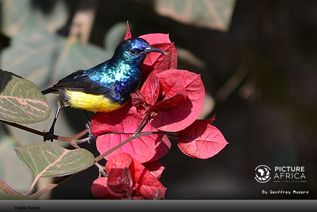 Variable sunbird