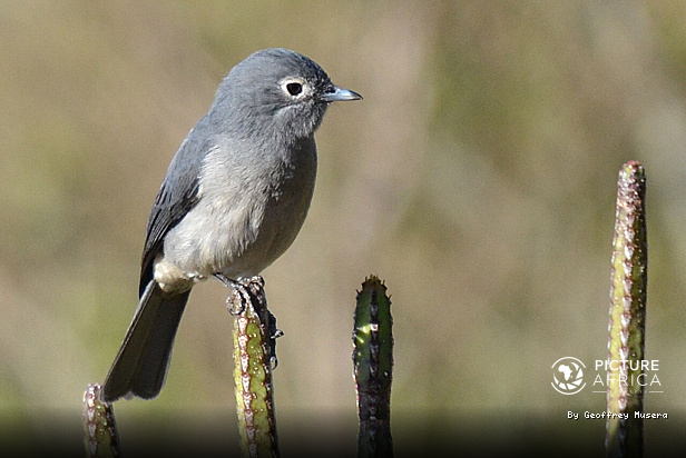 White eyed slaty Flycatcher