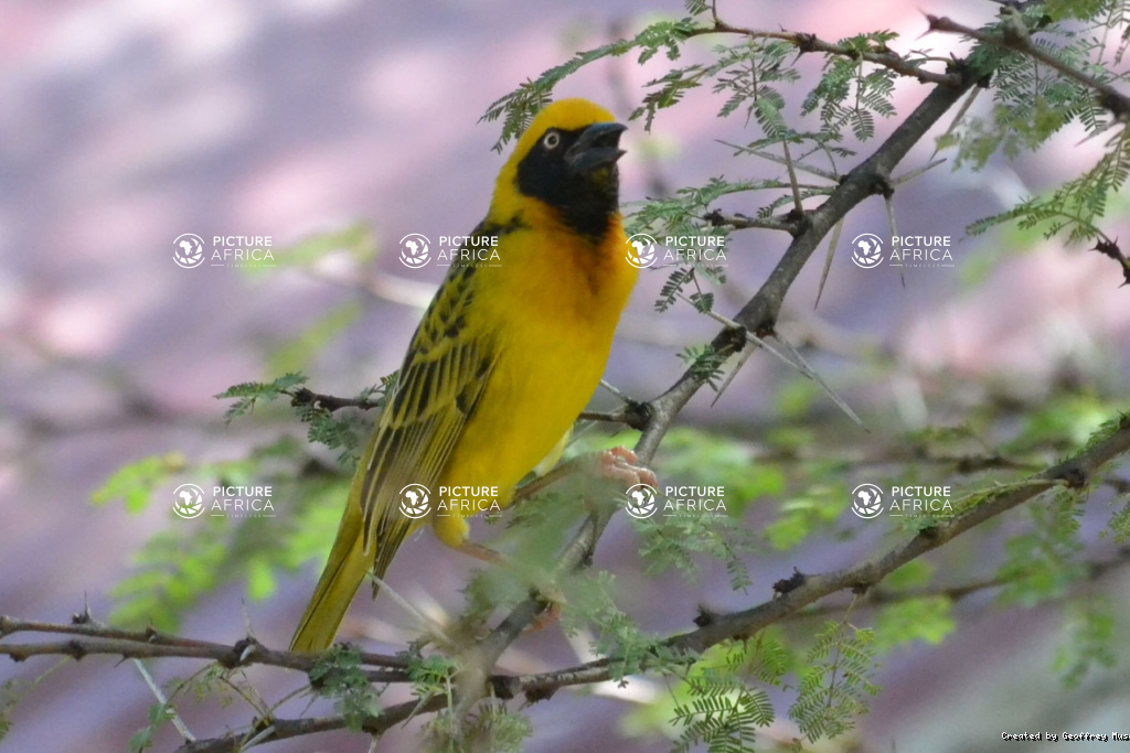 Baglafetcht weaver