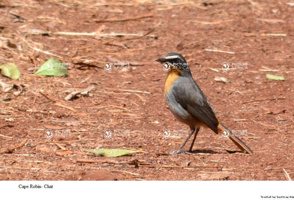 Cape Robin Chat