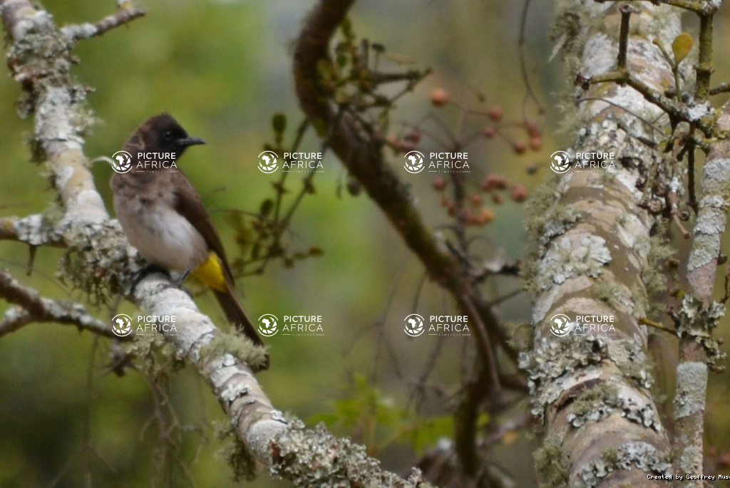 Common Bulbul