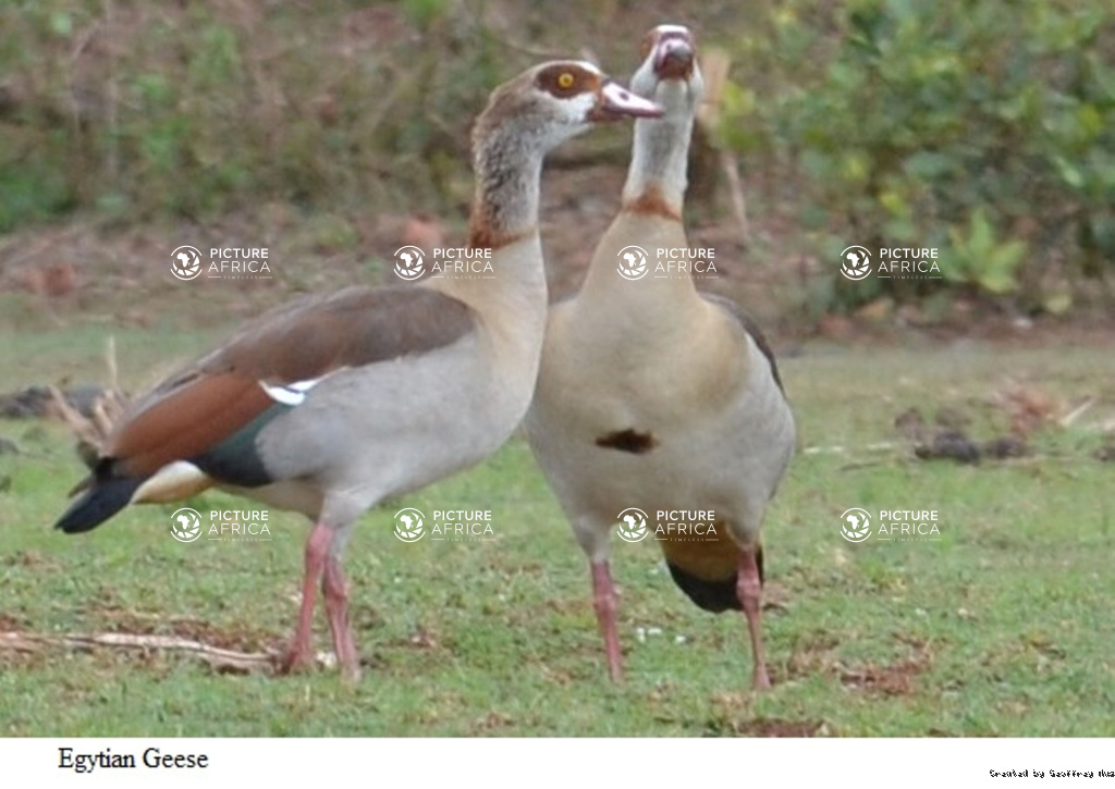 Egyptian geese
