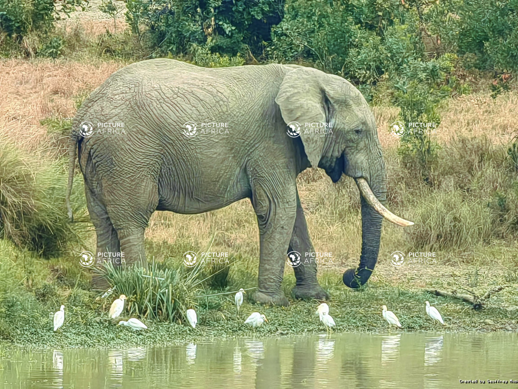African Elephant Feeding Along Water Edge with Cattle Egrets