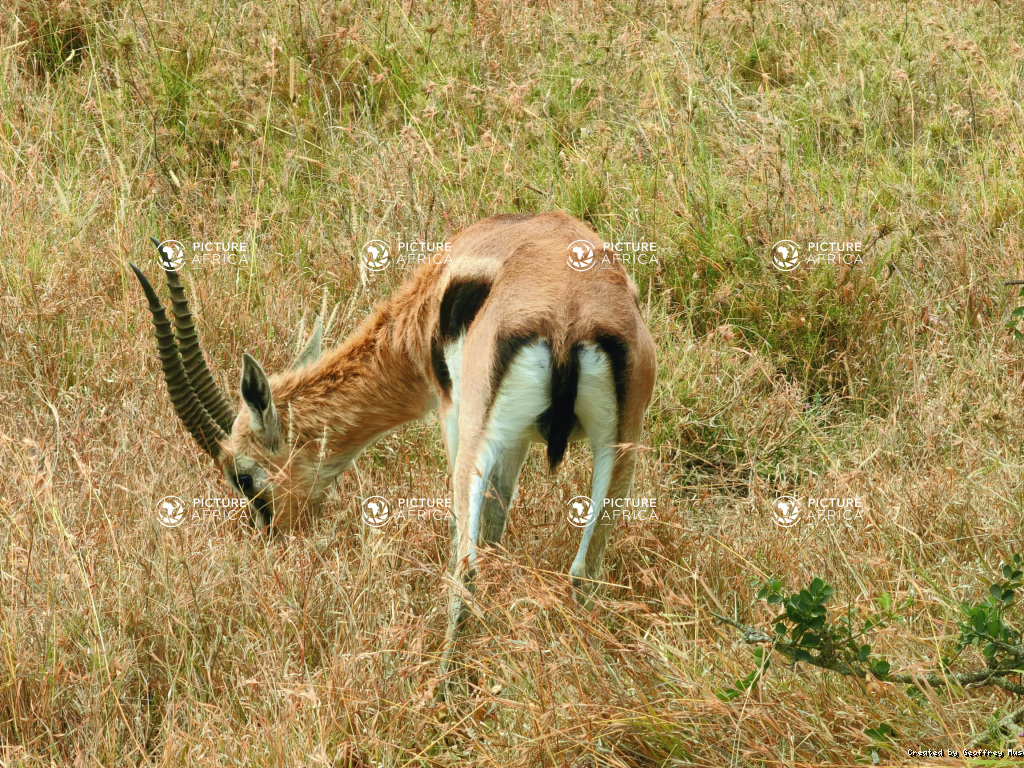 Thomson's Gazelle Grazing in Golden Savanna Grasslands
