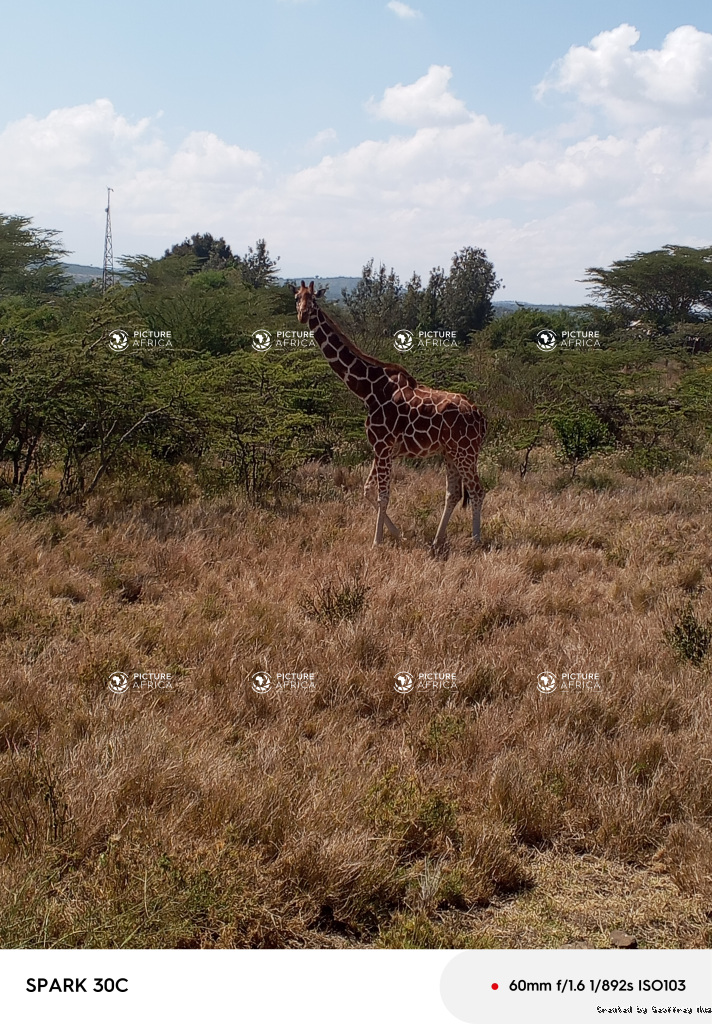 Reticulated Giraffe Striding Through Acacia Bushland