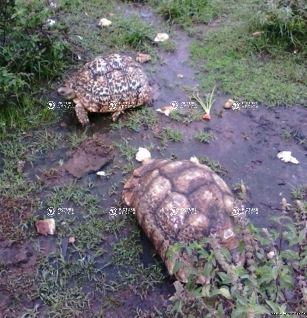 Leopard Tortoise