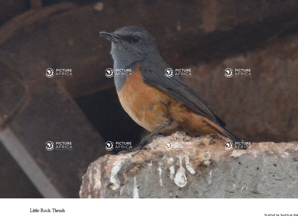 Little Rock Thrush