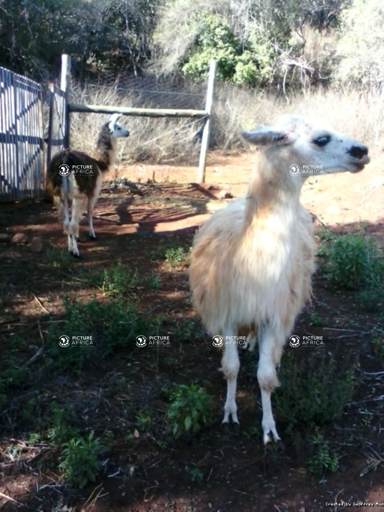 LLama