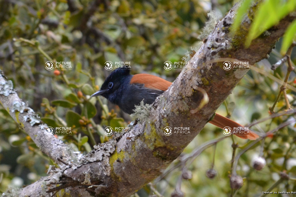 Paradise flycatcher