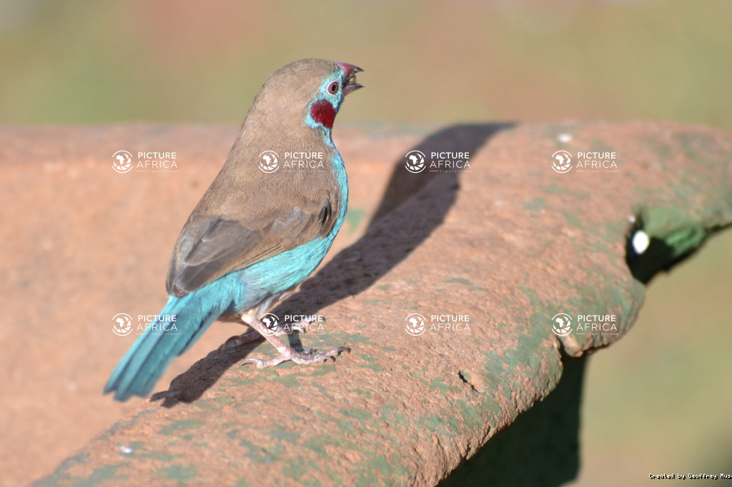 Red Cheeked Cordon Bleu