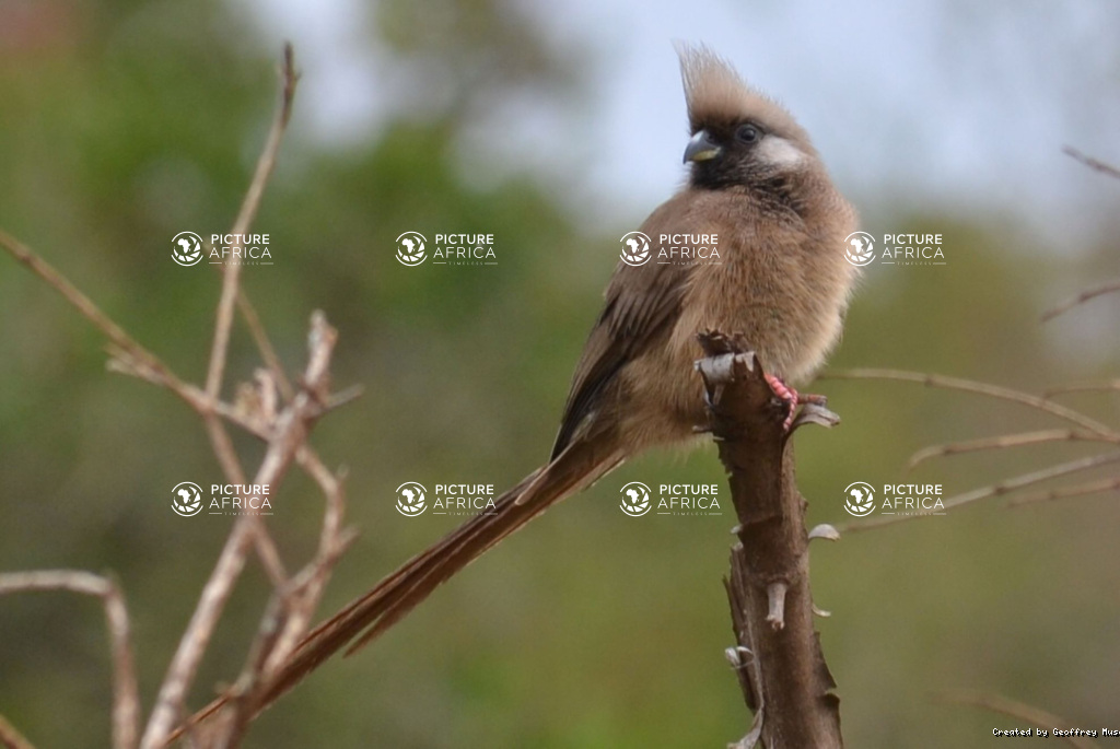 Speckled Mousebird