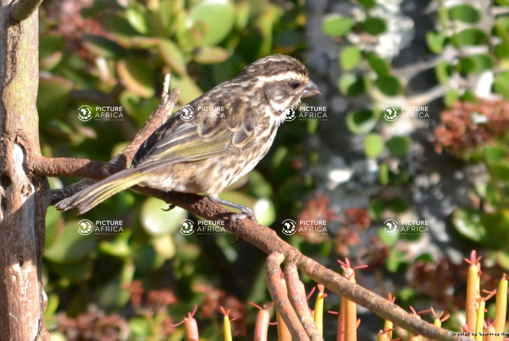 Streaky seed eater