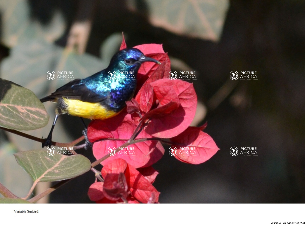 Variable sunbird