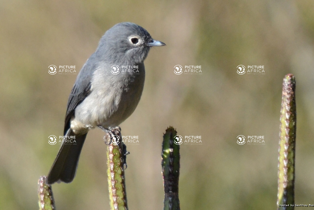 White eyed slaty Flycatcher