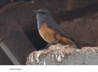 Little Rock Thrush