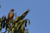 Olive thrush