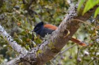 Paradise flycatcher