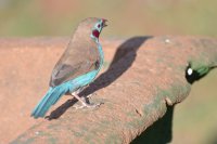 Red Cheeked Cordon Bleu