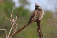 Speckled Mousebird