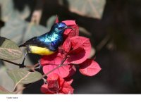 Variable sunbird